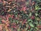 Colorful fresh syzygium austral Australian Rose Apple, Brush Cherry, Creek Lily Pilly, Creel Satinash.