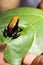 Colorful frog of madagascar