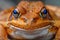 Colorful frog with striking eyes reflecting the lush environment of the rainforest