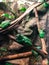 Colorful frogs at the zoological garden in Riga. Different cold-blooded species at the tropical terrarium.