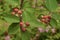 Colorful Fruit Bearing Tree