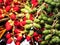 Colorful Fruits of the Manila palm or Christmas palm, front focus