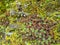 colorful fungus with beautiful tiny colorful leaves on stone in hilly area of Himachal pradesh