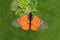 Colorful garden acraea butterfly