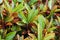 Colorful Garden croton\'s leaves (Codiaeum variegatum)