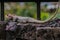 Colorful Garden Lizard sitting on the wall