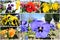 Colorful garden pansies photo collage