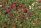 Colorful garden of Portulaca grandiflora Verdolaga, Pigweed, Li