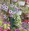 Colorful garden and pot flowers, variety of colors and species in gardening market