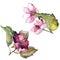 Colorful gardenia flowers. Floral botanical flower. Isolated illustration element.