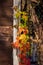 A colorful garland of Virginia creeper Parthenocissus quinquefolia creeping along the facade of the building with leaves of diff