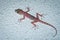 Colorful gecko with big eyes climbing and hunting flies