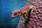 colorful gecko climbing a textured surface