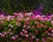 Colorful geranium and bougainvillea flowers in the garden on sunny day.Blooming bright pelargonium plants.