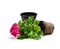 Colorful Geranium flower ready for planting and flowerpot isola