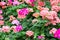 Colorful geranium flowers in the garden Pelargonium hortorum GERANIACEAE