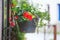 Colorful Geranium pot hanging on the street