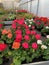 Colorful geraniums stacked on the ground in the greenhouse, colorful potted flowers, greenhouse flowers