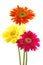 Colorful gerber daisies