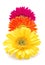 Colorful gerber daisies