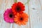 Colorful gerber daisies on a old wooden shelves background with empty copy space