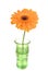 Colorful gerber daisy in vase