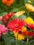 Colorful gerbera daisies during spring