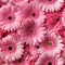 Colorful gerbera flower blossoming in a beautiful garden with vibrant petals and green leaves