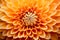 Colorful gerbera flower outdoors blossom yellow bright petal beauty nature flora floral plant