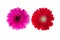 Colorful gerbers flowers isolated