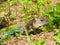 Colorful Giant ameiva lizard Ameiva ameiva on the ground in Arembepe - Bahia, Brazil