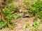 Colorful Giant ameiva lizard Ameiva ameiva on the ground in Arembepe - Bahia, Brazil