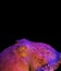 Colorful Giant Pacific Octopus on Black Background