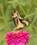 Colorful Giant Swallowtail on a dark pink Zinnia