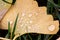 Colorful gingko leaves in autumn and fall shine bright after the rain with sparkling raindrops in orange, red and yellow colors