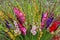 Colorful Gladiola flowers in pink purple yellow red white