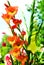 Colorful Gladiolas