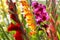 Colorful gladioli