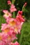 Colorful gladioli in full bloom