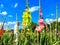 Colorful gladiolus flower field in midsummer