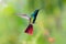 Colorful, glittering hummingbird hovering with tail flared.