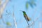 Colorful glittery hummingbird perched and sunbathing with his tongue out