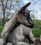 Colorful goat in nature