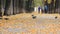 Colorful golden alley in the autumn park. Group of friends, birds,falling leaves on abstract blurry background