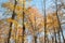Colorful golden foliage of an autumn beech forest