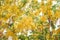 Colorful golden shower on sky  background , Yellow ratchaphruek flowers blooming on tree