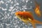 colorful goldfish in aquarium fish tank with water bubbles