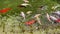 colorful goldfish swim in an artificial pond, in a zoo. Red and white pet fish close-up. Care and breeding of aquarium