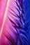 Colorful goose feathers in bright contrast light
