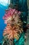 colorful gorgonian on a pier